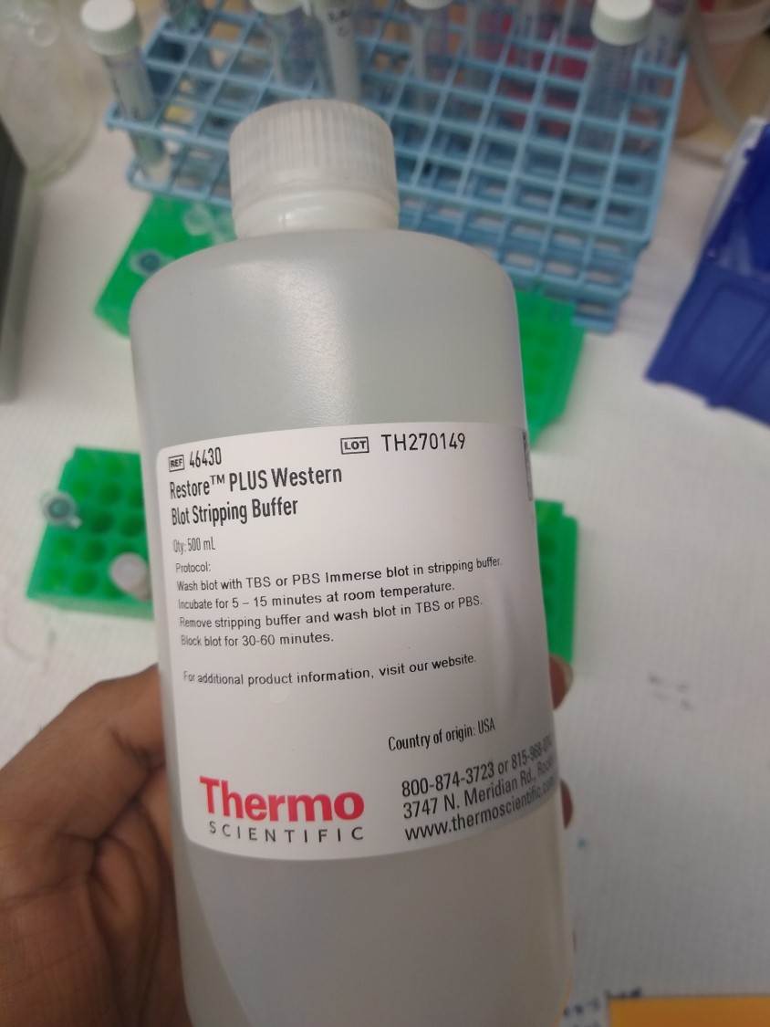 Western Blot Stripping Buffer Recipe Pvdf Besto Blog